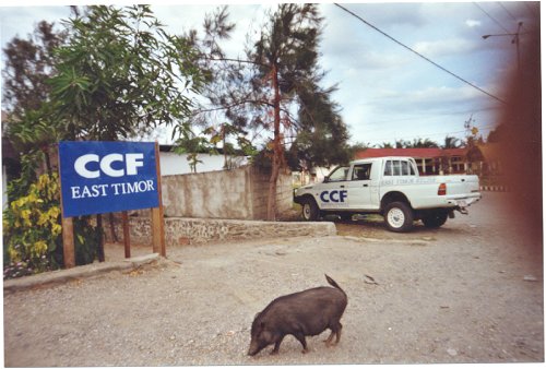 pig02.jpg - 48519 Bytes
